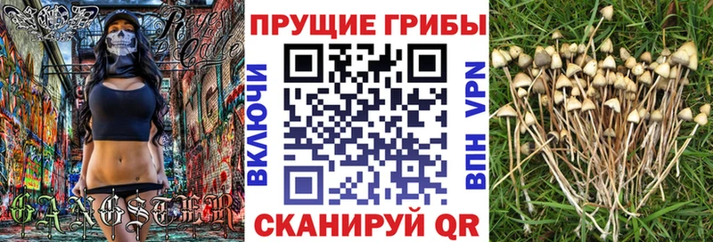 что такое   Бодайбо  Псилоцибиновые грибы GOLDEN TEACHER 